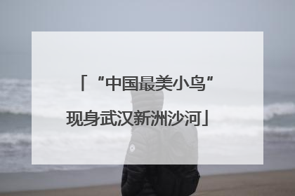 “中国最美小鸟”现身武汉新洲沙河