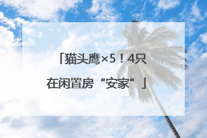 猫头鹰×5！4只在闲置房“安家”