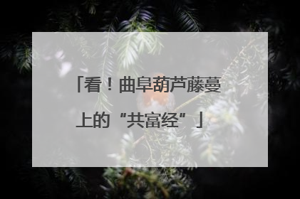 看！曲阜葫芦藤蔓上的“共富经”