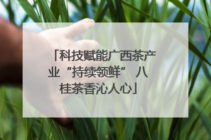 科技赋能广西茶产业“持续领鲜” 八桂茶香沁人心