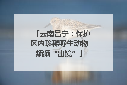 云南昌宁：保护区内珍稀野生动物频频“出镜”