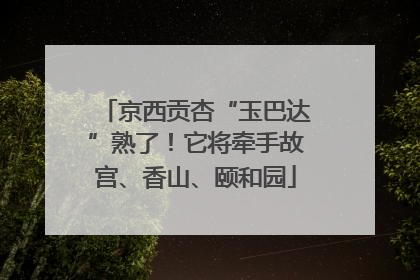 京西贡杏“玉巴达”熟了！它将牵手故宫、香山、颐和园