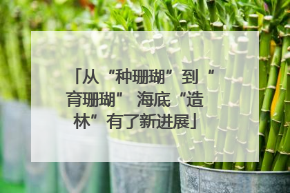 从“种珊瑚”到“育珊瑚” 海底“造林”有了新进展