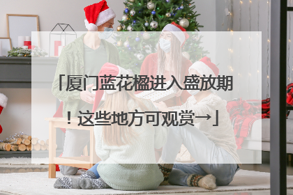 厦门蓝花楹进入盛放期！这些地方可观赏→