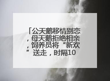 公天鹅移情别恋，母天鹅拒绝相亲，饲养员将“新欢”送走，时隔10天原配重逢