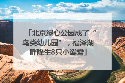 北京绿心公园成了“鸟类幼儿园”，福泽湖畔降生8只小鸳鸯