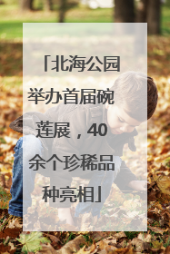 北海公园举办首届碗莲展，40余个珍稀品种亮相