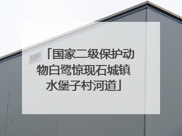 国家二级保护动物白鹭惊现石城镇水堡子村河道
