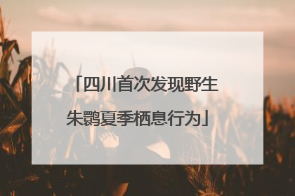 四川首次发现野生朱鹮夏季栖息行为
