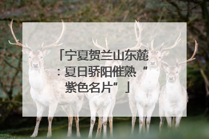宁夏贺兰山东麓：夏日骄阳催熟“紫色名片”