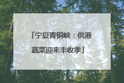 宁夏青铜峡：供港蔬菜迎来丰收季