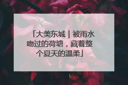 大美东城｜被雨水吻过的荷塘，藏着整个夏天的温柔