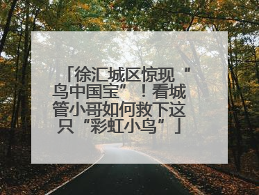 徐汇城区惊现“鸟中国宝”！看城管小哥如何救下这只“彩虹小鸟”