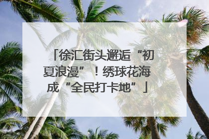 徐汇街头邂逅“初夏浪漫”！绣球花海成“全民打卡地”