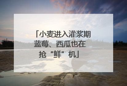 小麦进入灌浆期 蓝莓、西瓜也在抢“鲜”机