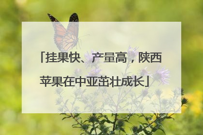 挂果快、产量高，陕西苹果在中亚茁壮成长