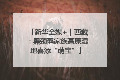 新华全媒+｜西藏：黑颈鹤家族高原湿地喜添“萌宝”