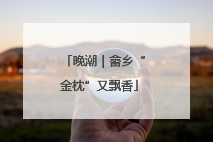 晚潮｜畲乡“金枕”又飘香