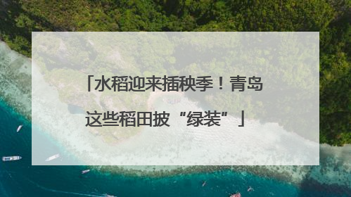 水稻迎来插秧季！青岛这些稻田披“绿装”