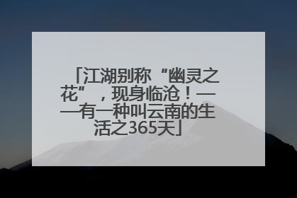 江湖别称“幽灵之花”，现身临沧！——有一种叫云南的生活之365天