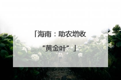 海南：助农增收 “黄金叶”