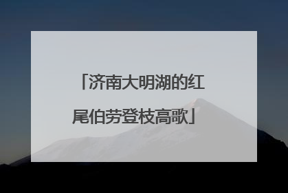 济南大明湖的红尾伯劳登枝高歌