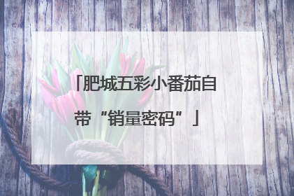 肥城五彩小番茄自带“销量密码”