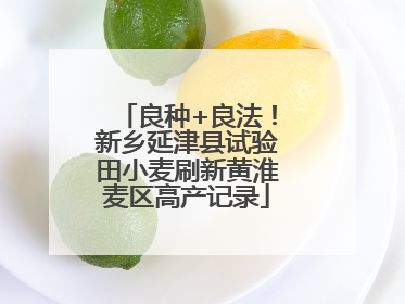 良种+良法！新乡延津县试验田小麦刷新黄淮麦区高产记录