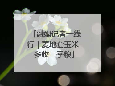 融媒记者一线行｜麦地套玉米 多收一季粮