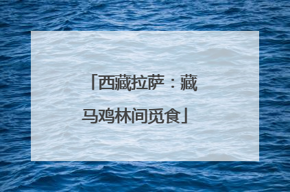 西藏拉萨：藏马鸡林间觅食