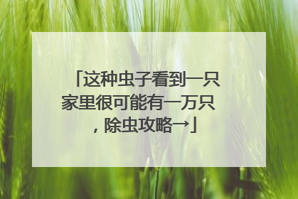 这种虫子看到一只家里很可能有一万只，除虫攻略→