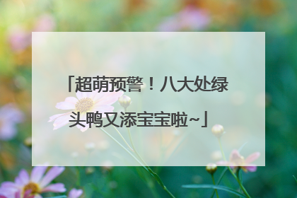 超萌预警！八大处绿头鸭又添宝宝啦~