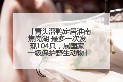 青头潜鸭定居淮南焦岗湖 最多一次发现104只，属国家一级保护野生动物