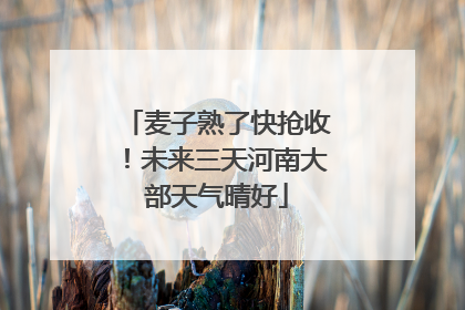 麦子熟了快抢收！未来三天河南大部天气晴好