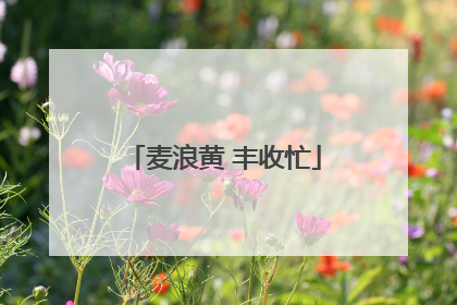 麦浪黄 丰收忙