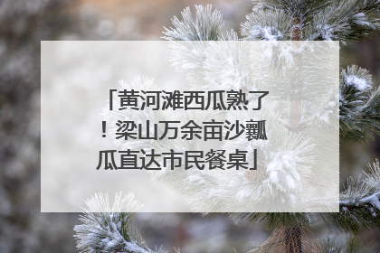 黄河滩西瓜熟了！梁山万余亩沙瓤瓜直达市民餐桌