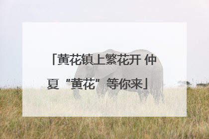 黄花镇上繁花开 仲夏“黄花”等你来