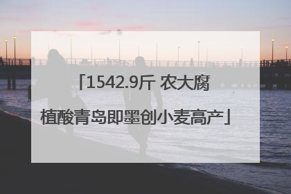 1542.9斤 农大腐植酸青岛即墨创小麦高产